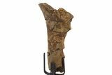 Fossil Hadrosaur Rib Section w/ Metal Stand - South Dakota #339896-2